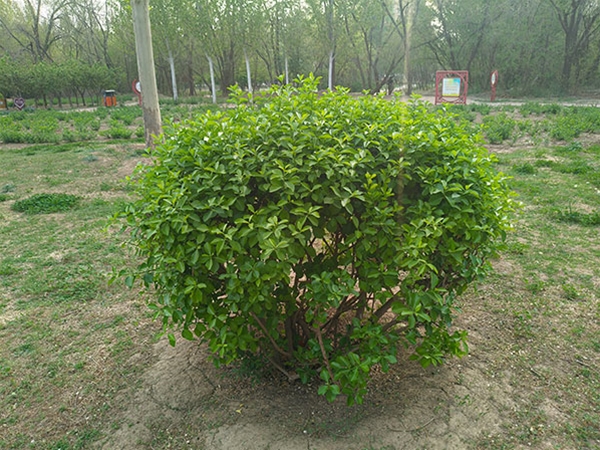 园林案例