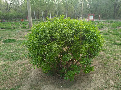 夏季高温预警：多地园林启动植物