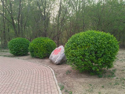 园林绿叶植物龟背竹的养护