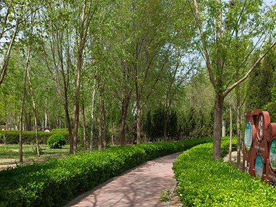 园林绿叶植物发财树的养护