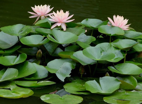 水生植物