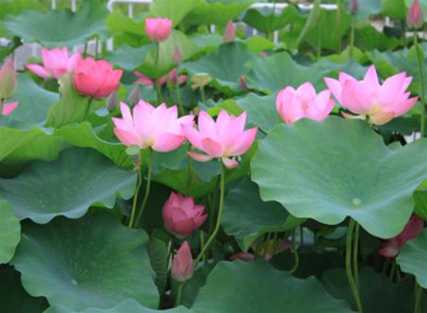 水生植物