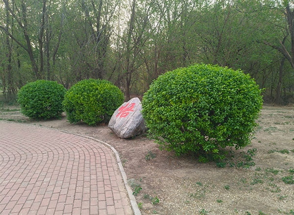 绿化苗木