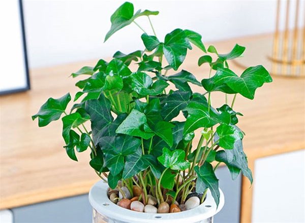 绿植租摆