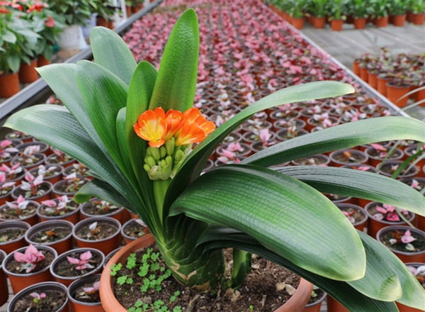 绿植租摆