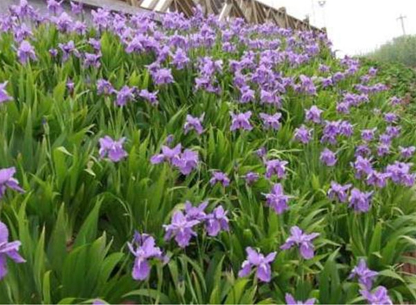 草花、宿根花卉