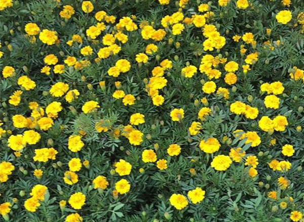孔雀草