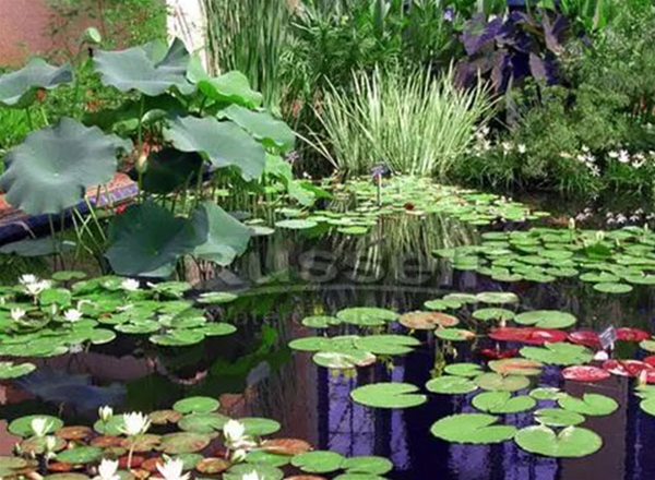 水生植物