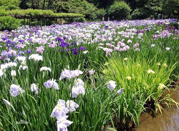 水生植物